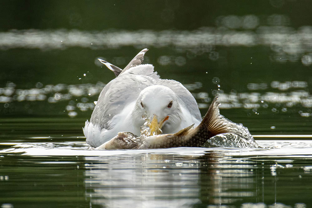 Фотографія Животные / Юрий Артюх / photographers.ua