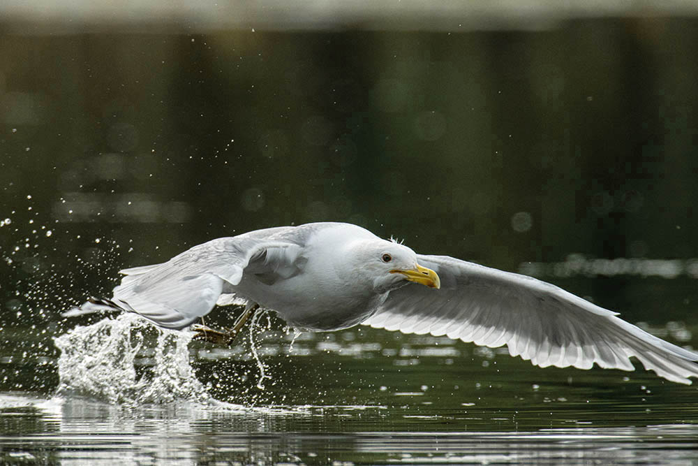Фотографія Животные / Юрий Артюх / photographers.ua