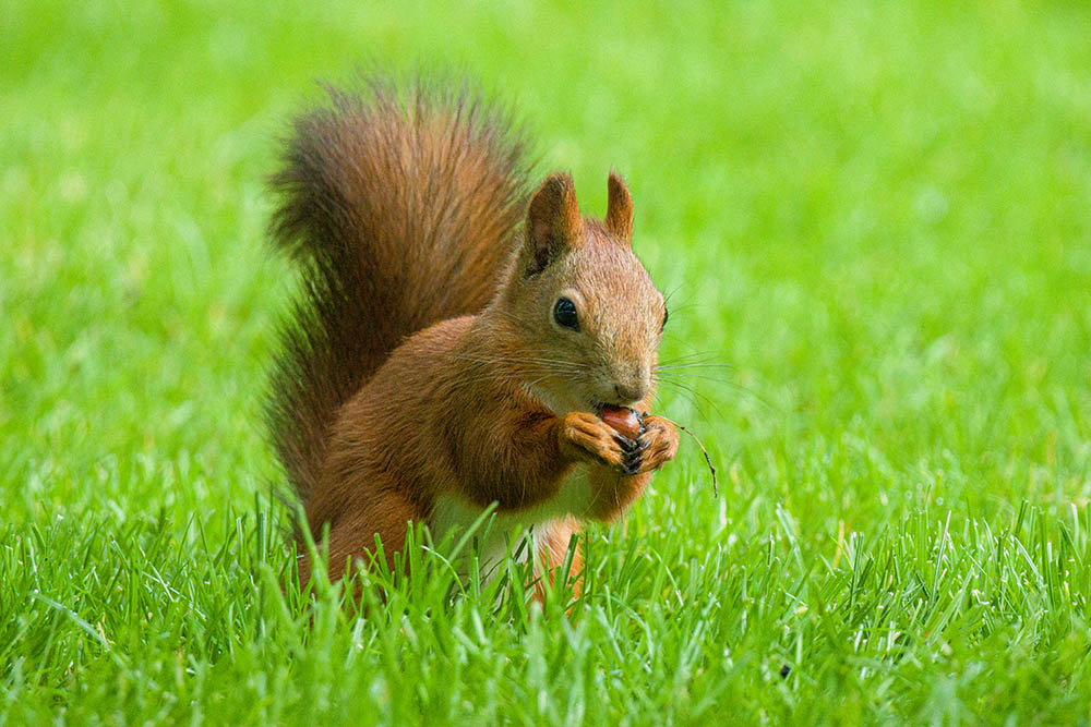 Фотографія Животные / Юрий Артюх / photographers.ua