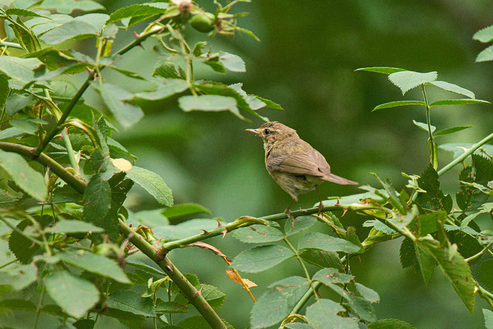 Фотографія Животные / Юрий Артюх / photographers.ua