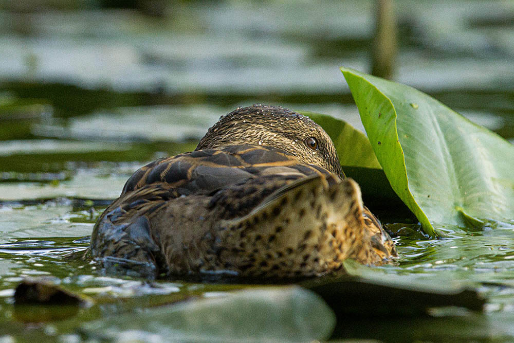 Фотографія Животные / Юрий Артюх / photographers.ua