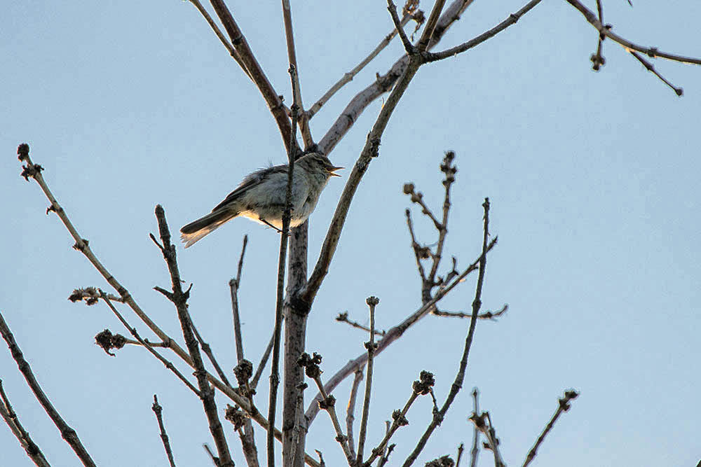Фотографія Животные / Юрий Артюх / photographers.ua