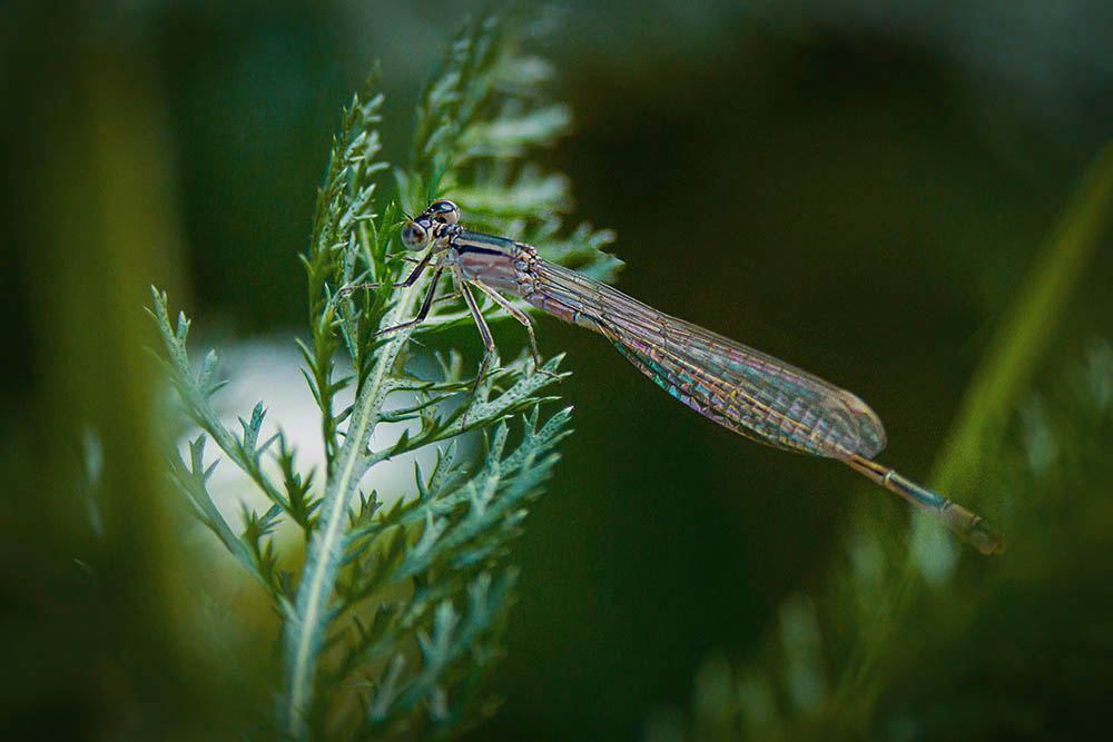 Фотографія Макро / Юрий Артюх / photographers.ua