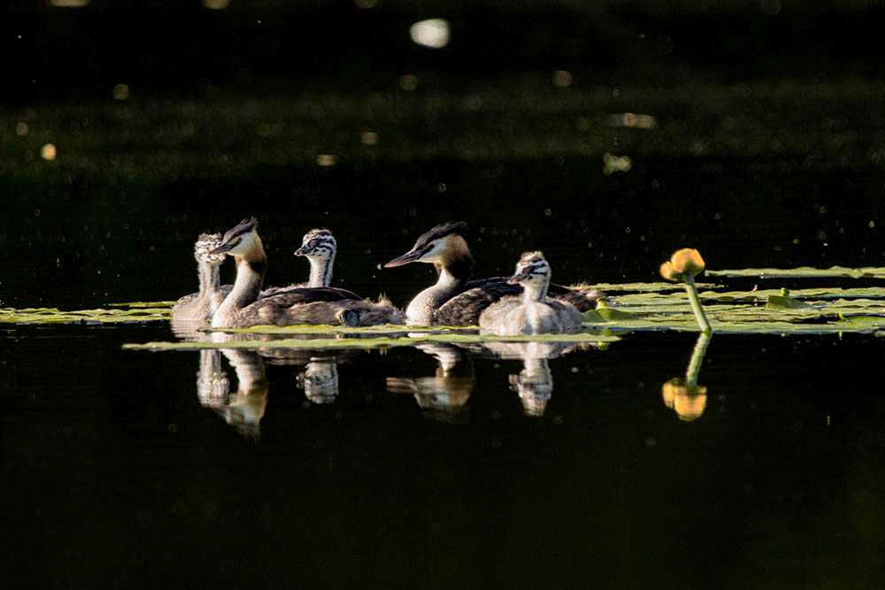 Фотографія Животные / Юрий Артюх / photographers.ua
