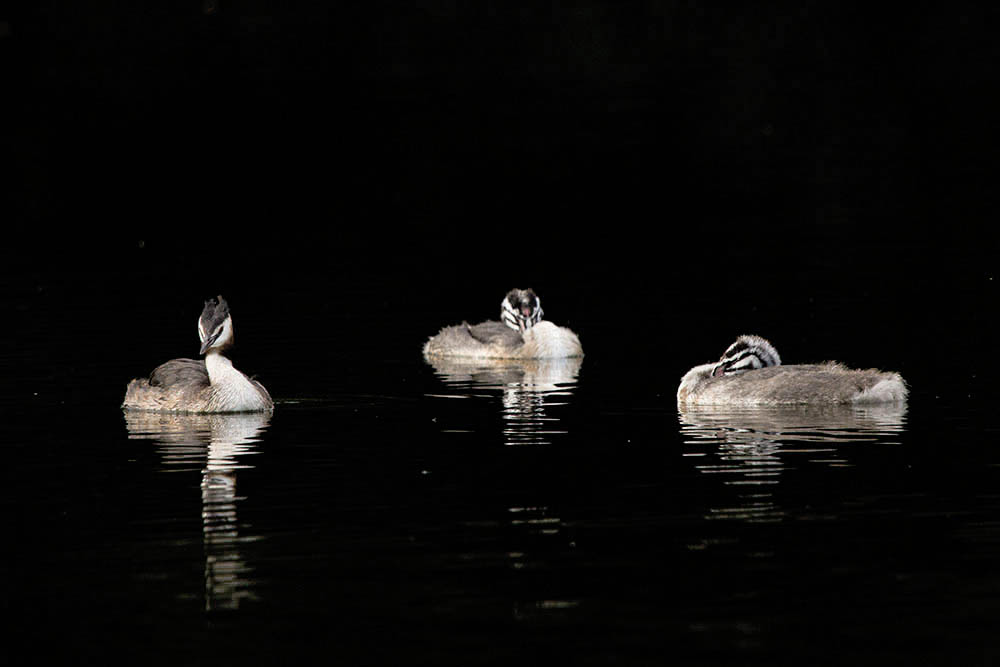 Фотографія Животные / Юрий Артюх / photographers.ua
