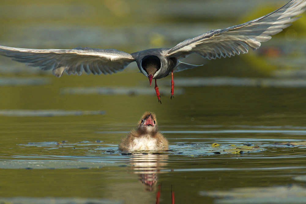 Фотографія Животные / Юрий Артюх / photographers.ua
