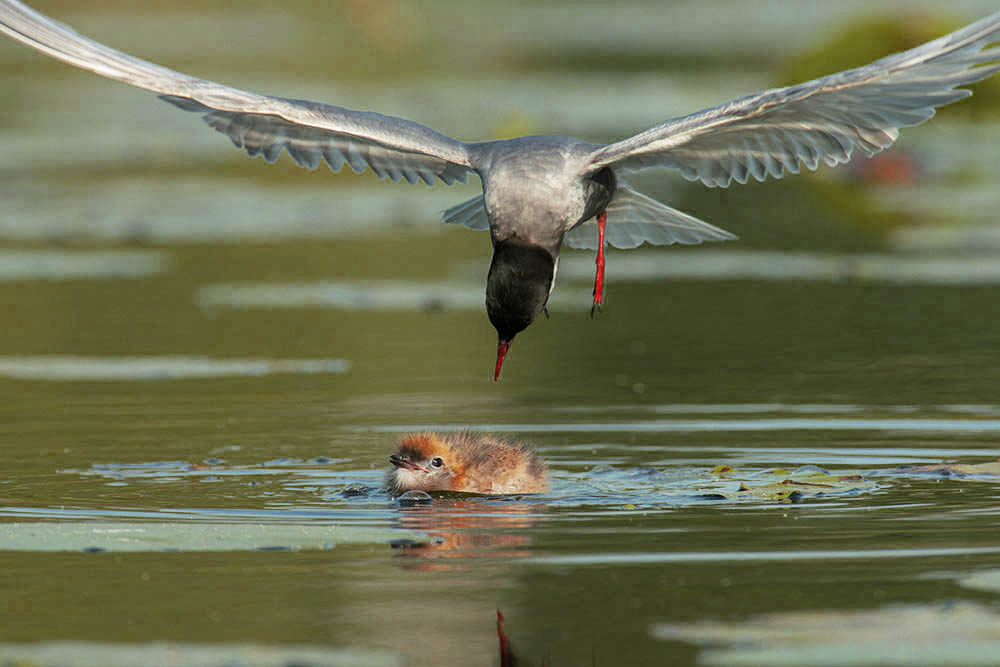 Фотографія Животные / Юрий Артюх / photographers.ua