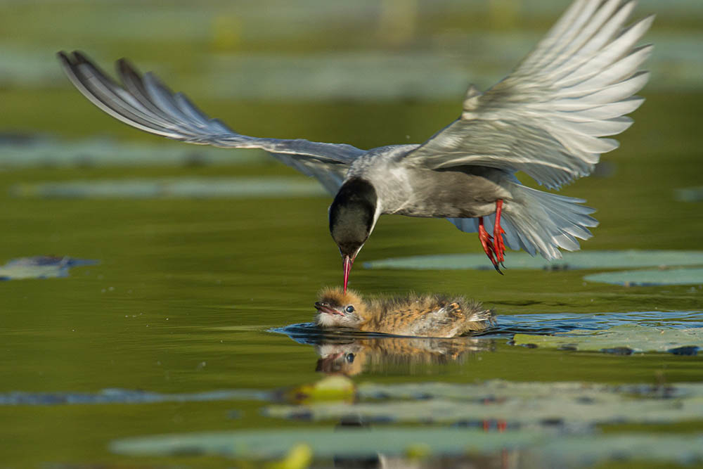Фотографія Животные / Юрий Артюх / photographers.ua