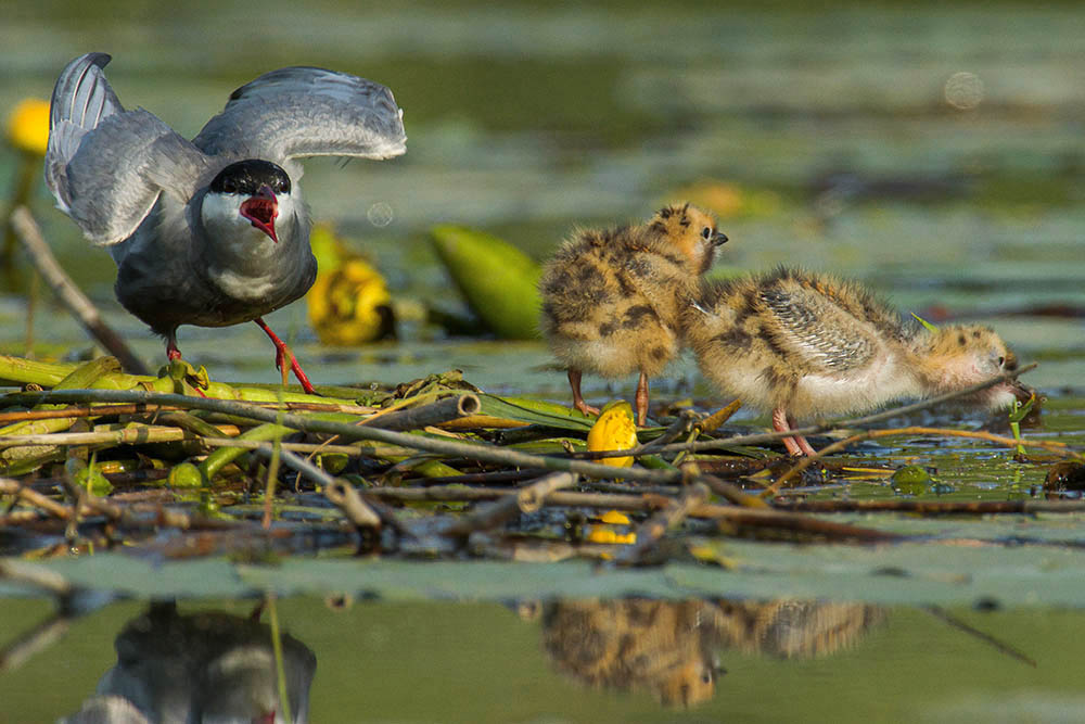 Фотографія Животные / Юрий Артюх / photographers.ua