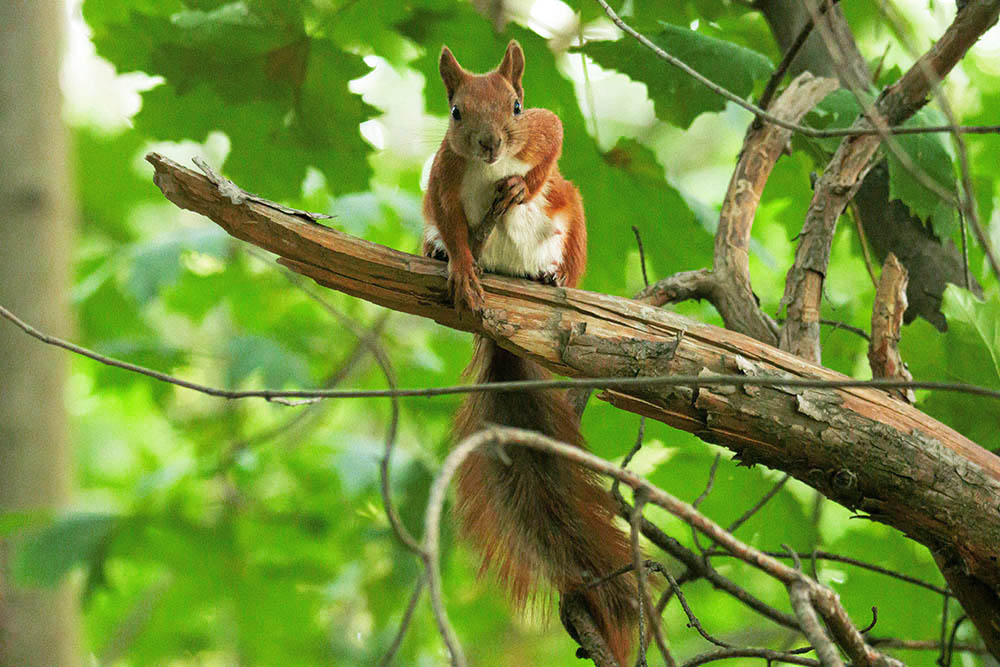 Фотографія Животные / Юрий Артюх / photographers.ua