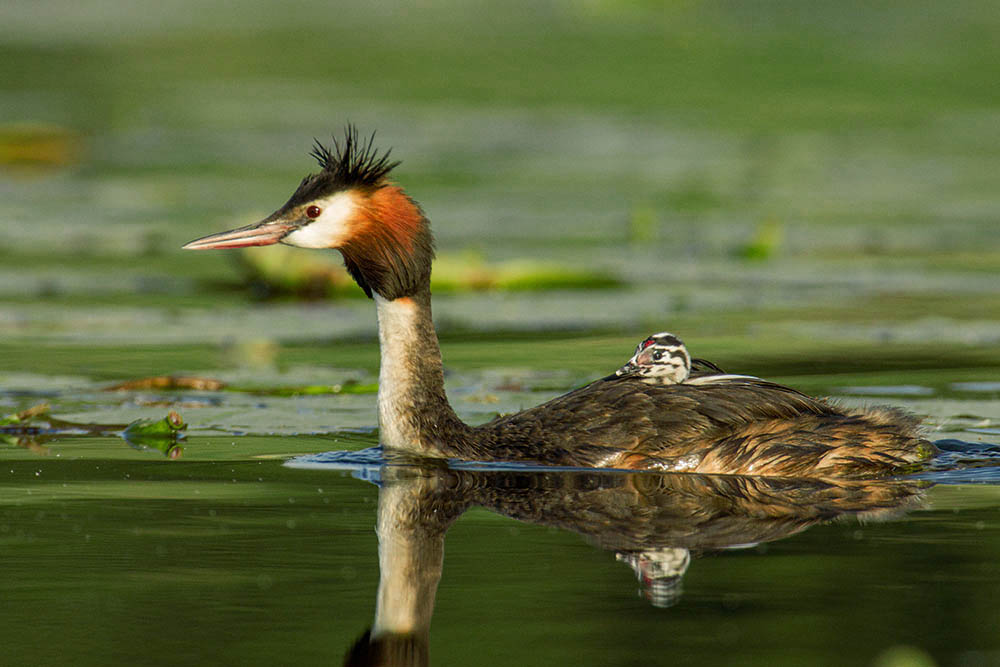 Фотографія Животные / Юрий Артюх / photographers.ua