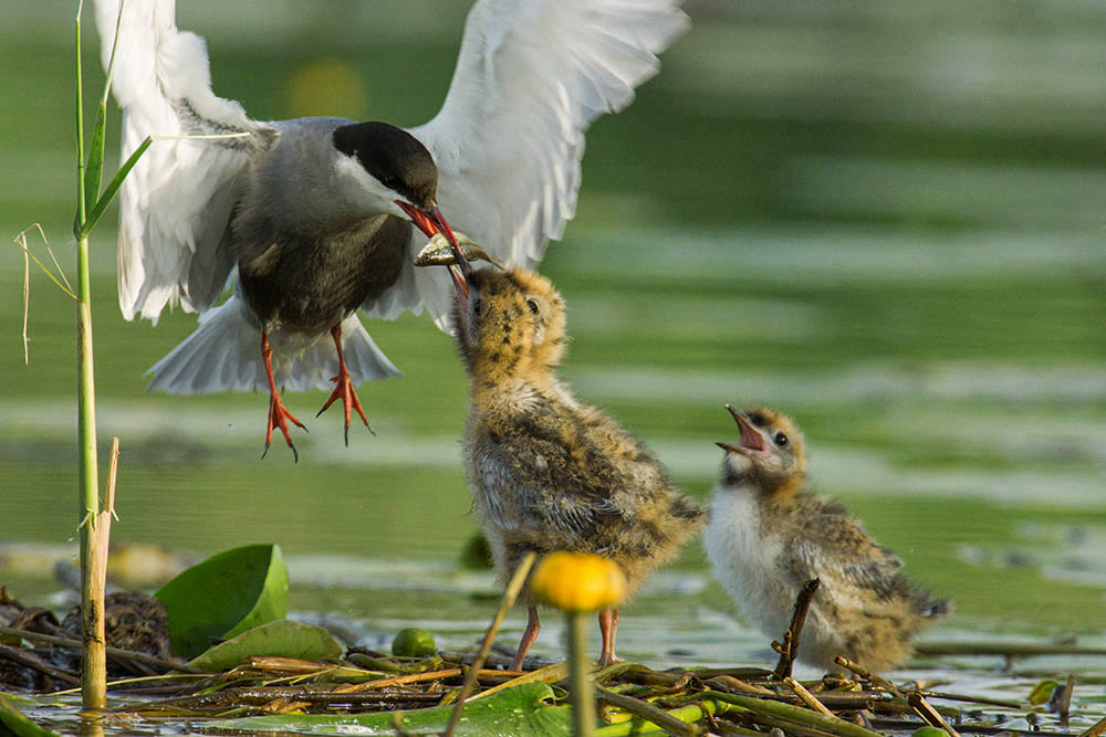 Фотографія Животные / Юрий Артюх / photographers.ua