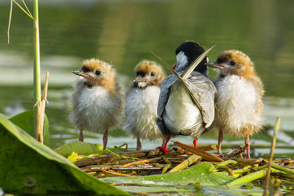 Фотографія Животные / Юрий Артюх / photographers.ua