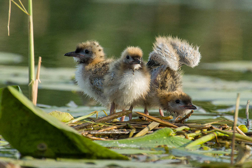 Фотографія Животные / Юрий Артюх / photographers.ua