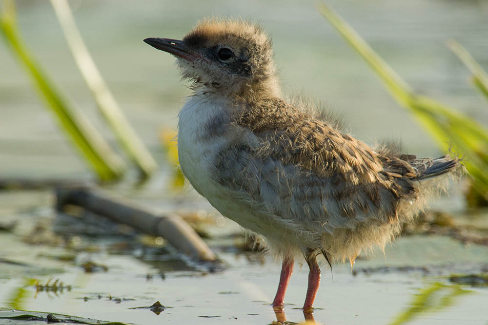 Фотографія Животные / Юрий Артюх / photographers.ua