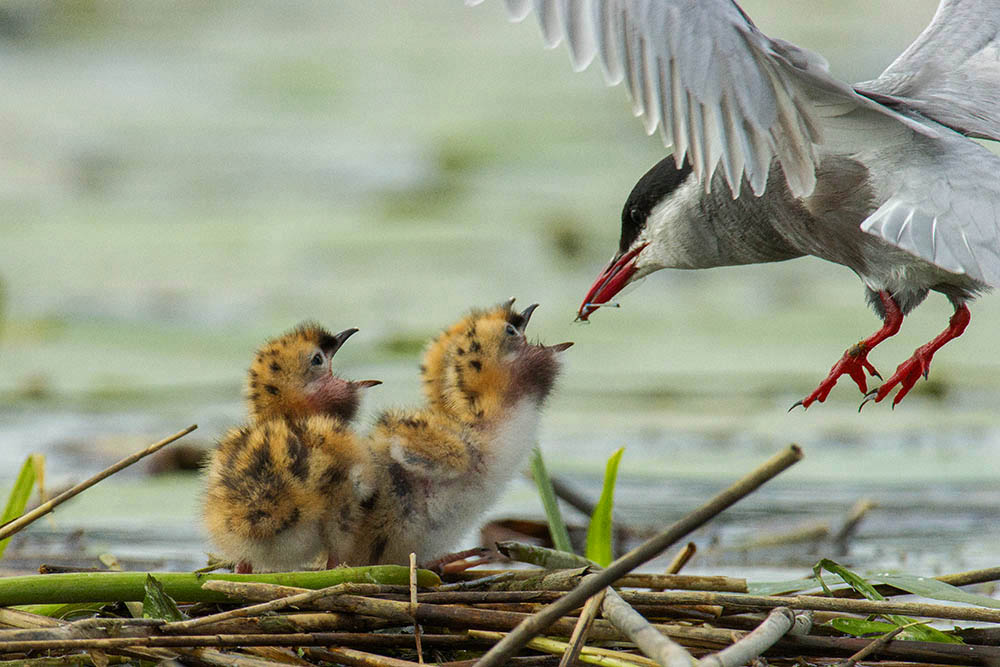 Фотографія Животные / Юрий Артюх / photographers.ua