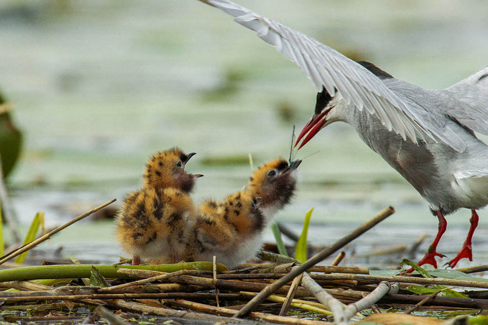 Фотографія Животные / Юрий Артюх / photographers.ua