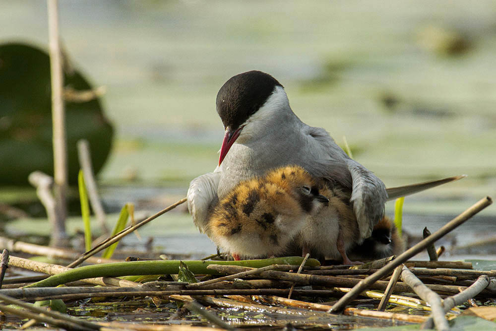 Фотографія Животные / Юрий Артюх / photographers.ua