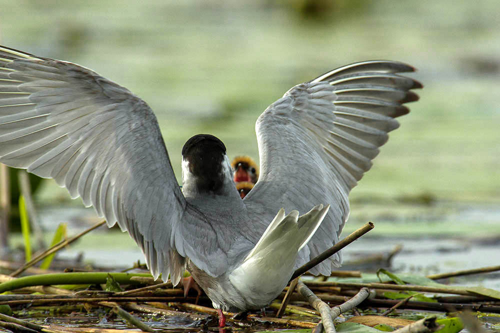 Фотографія Животные / Юрий Артюх / photographers.ua