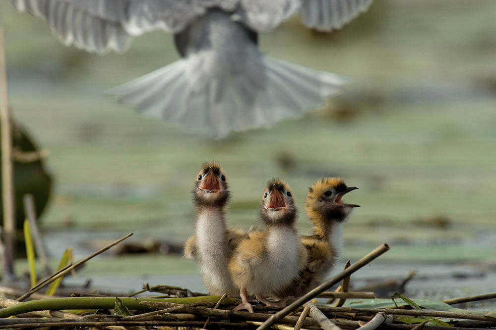 Фотографія Животные / Юрий Артюх / photographers.ua
