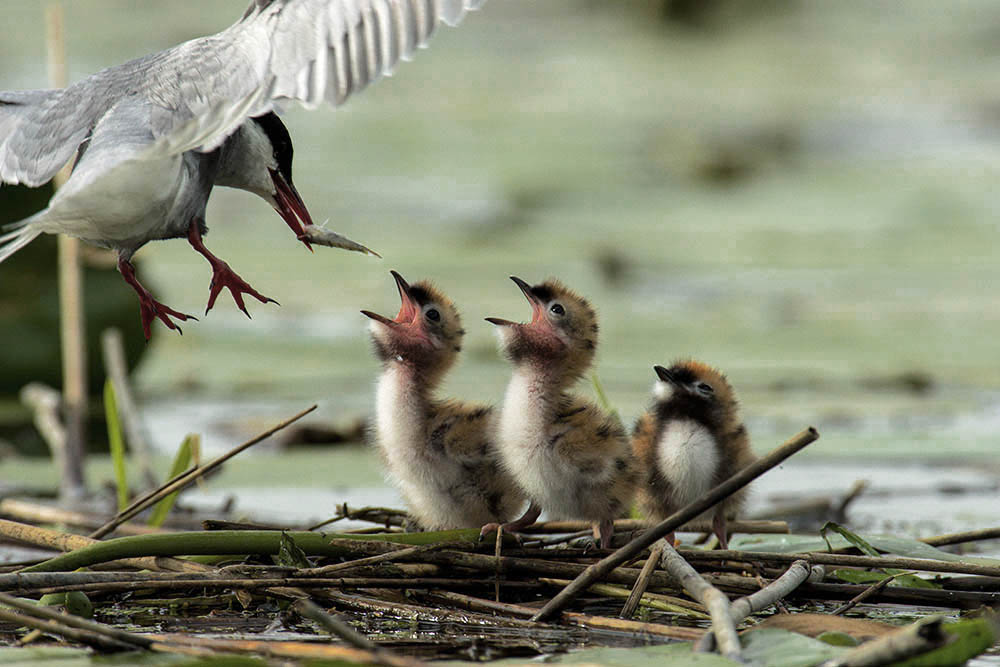 Фотографія Животные / Юрий Артюх / photographers.ua