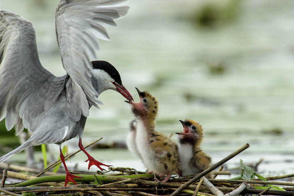 Фотографія Животные / Юрий Артюх / photographers.ua
