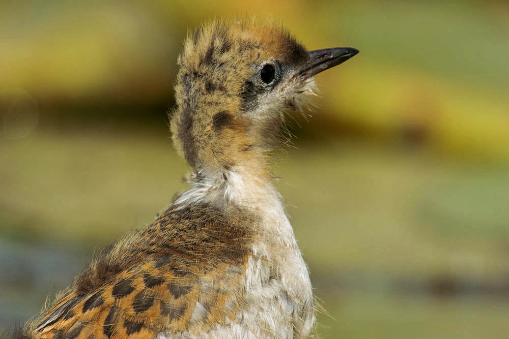 Фотографія Животные / Юрий Артюх / photographers.ua