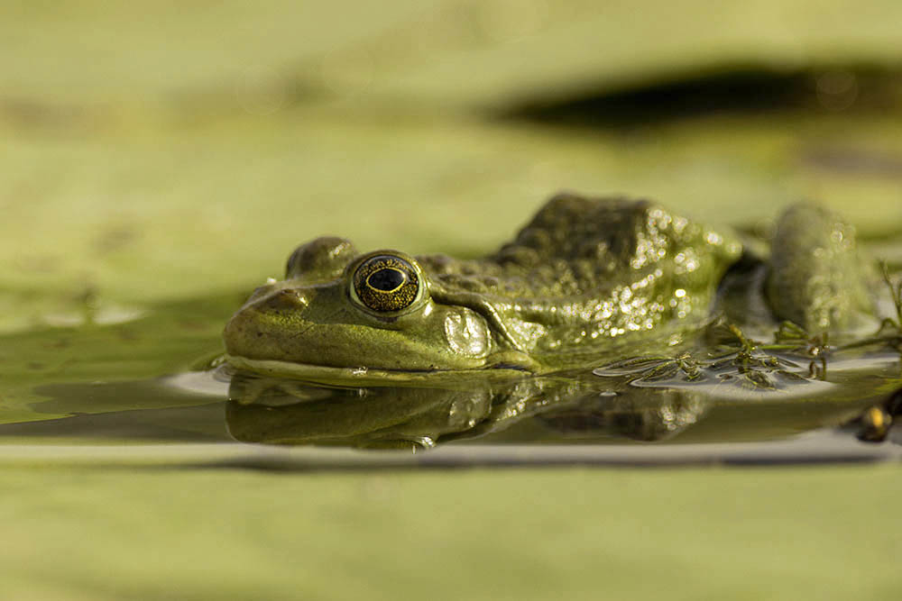 Фотографія Животные / Юрий Артюх / photographers.ua