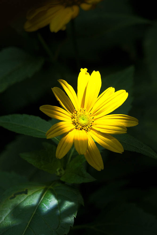 Фотографія Разное / Юрий Артюх / photographers.ua