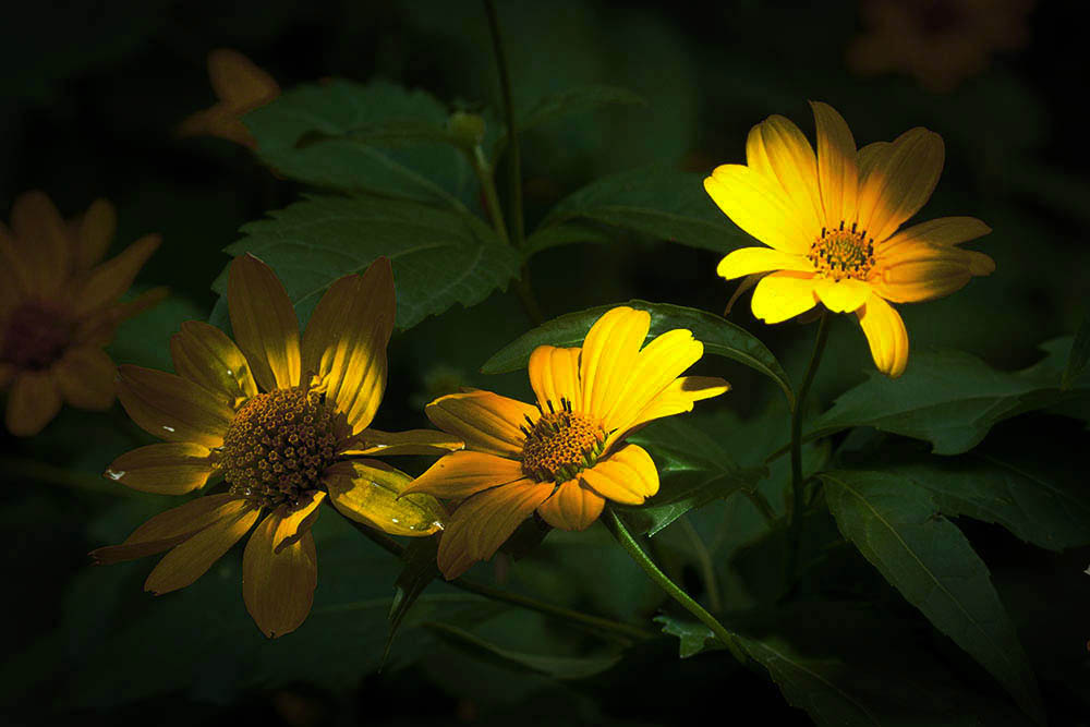 Фотографія Разное / Юрий Артюх / photographers.ua