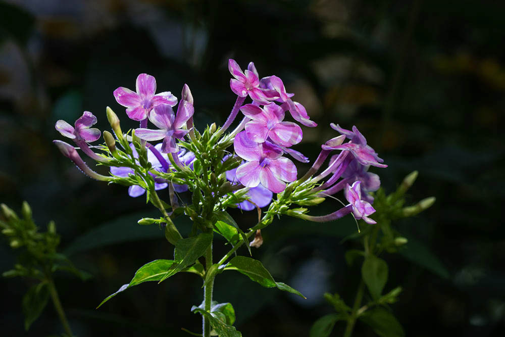 Фотографія Разное / Юрий Артюх / photographers.ua