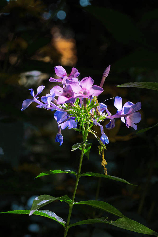 Фотографія Разное / Юрий Артюх / photographers.ua