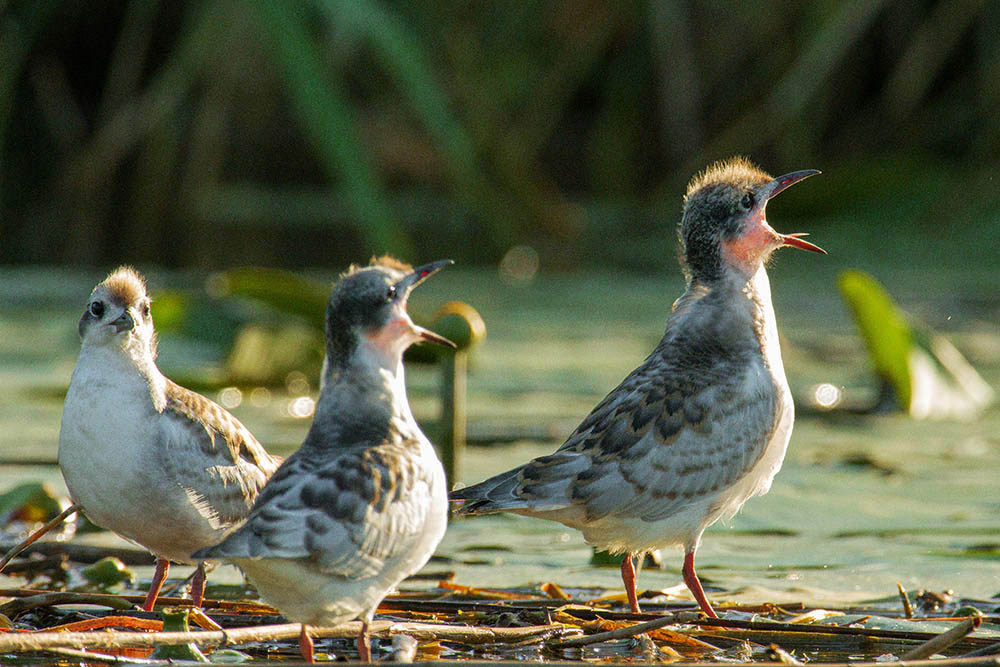 Фотографія Животные / Юрий Артюх / photographers.ua