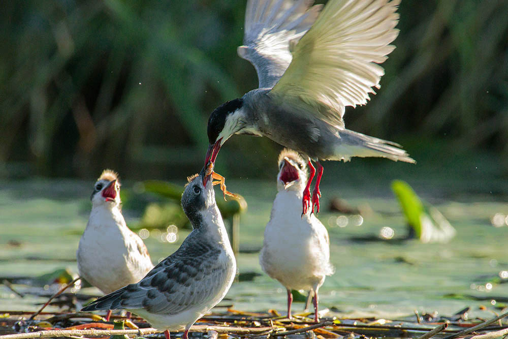 Фотографія Животные / Юрий Артюх / photographers.ua