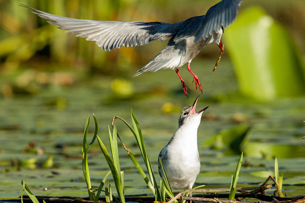 Фотографія Животные / Юрий Артюх / photographers.ua