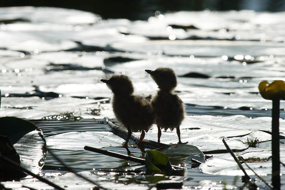 Фотографія Животные / Юрий Артюх / photographers.ua