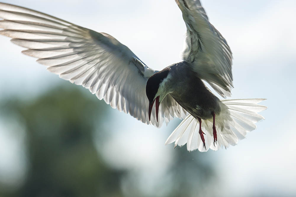 Фотографія Животные / Юрий Артюх / photographers.ua