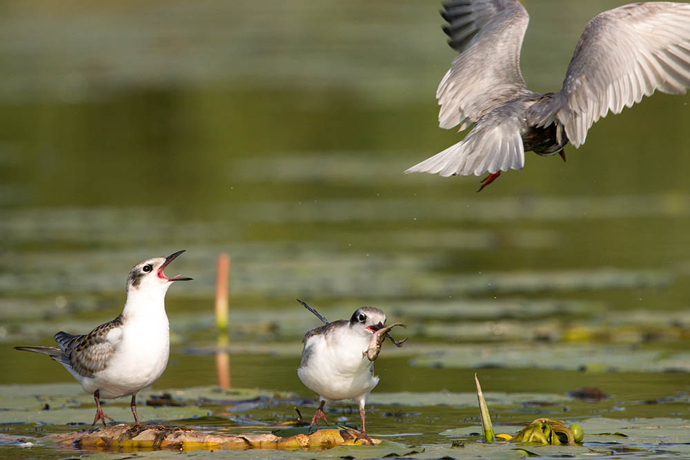 Фотографія Животные / Юрий Артюх / photographers.ua