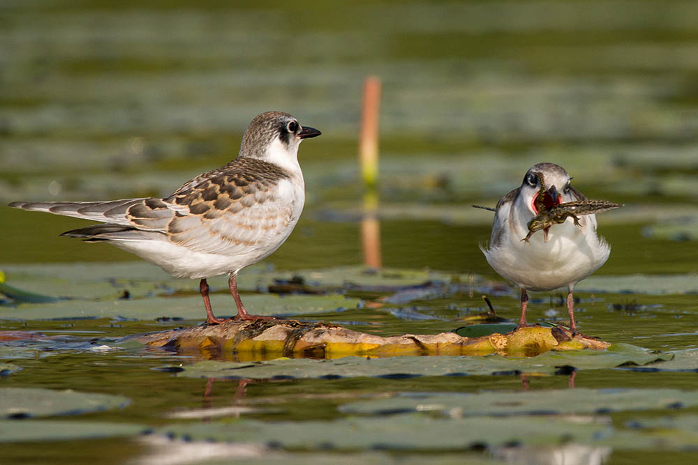 Фотографія Животные / Юрий Артюх / photographers.ua