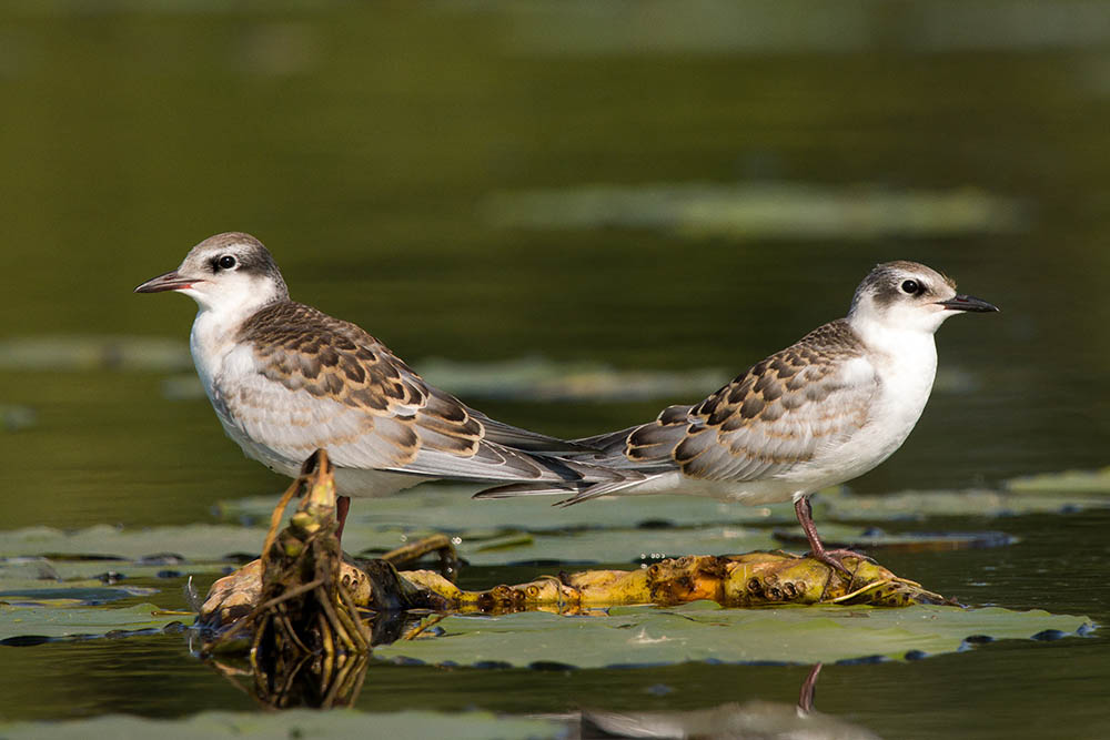 Фотографія Животные / Юрий Артюх / photographers.ua