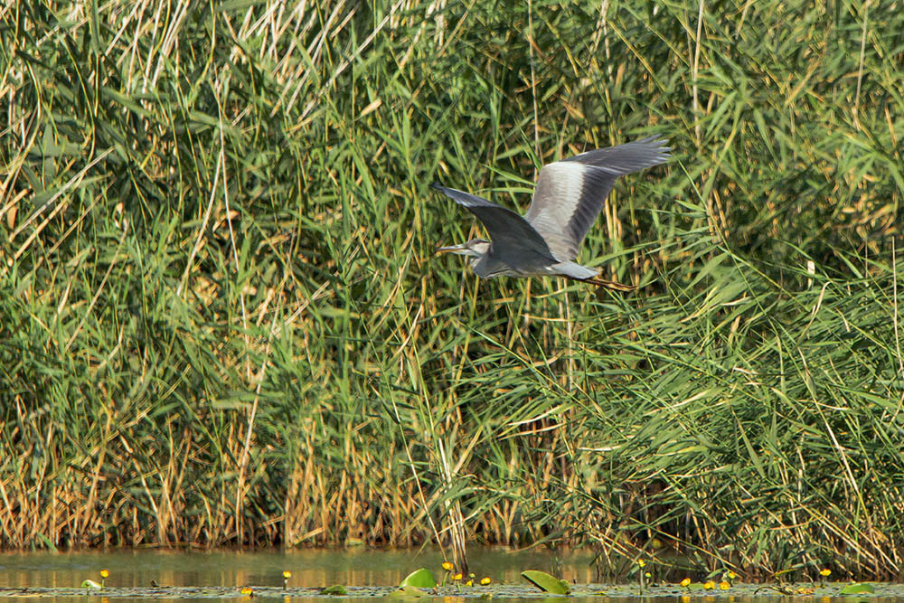 Фотографія Животные / Юрий Артюх / photographers.ua