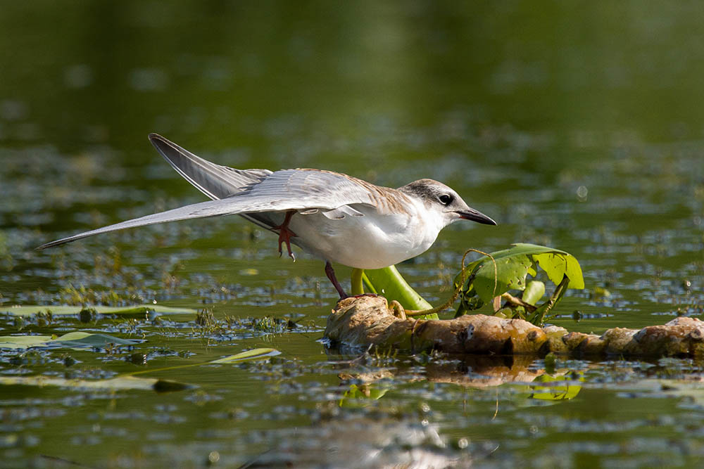 Фотографія Животные / Юрий Артюх / photographers.ua