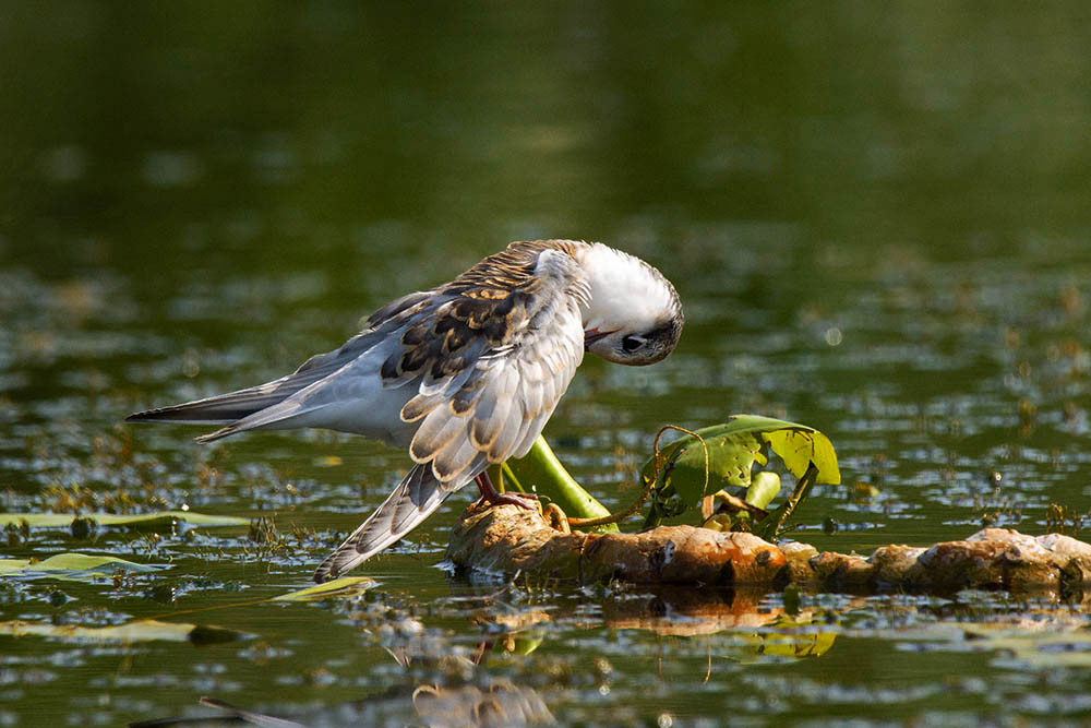 Фотографія Животные / Юрий Артюх / photographers.ua