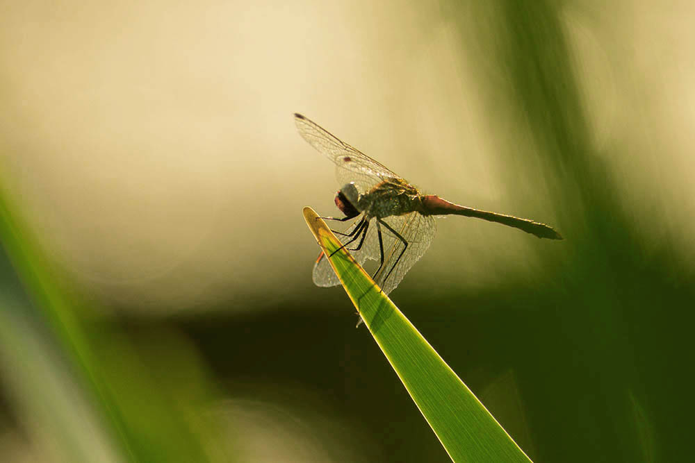 Фотографія Макро / Юрий Артюх / photographers.ua