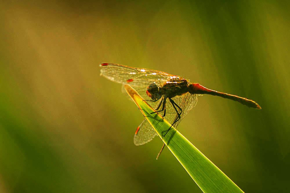 Фотографія Макро / Юрий Артюх / photographers.ua