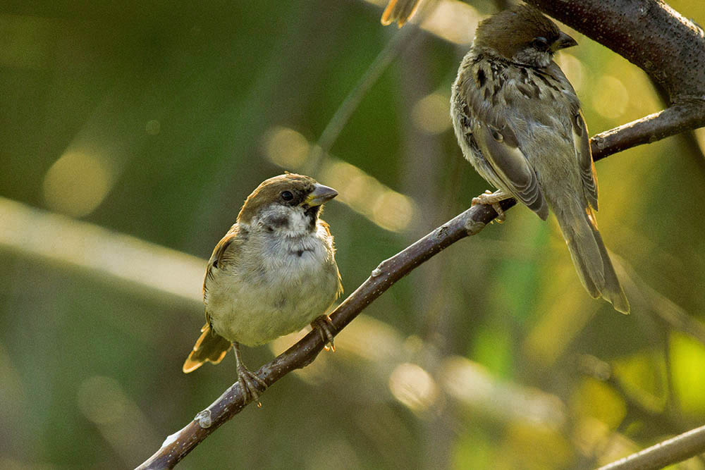 Фотографія Животные / Юрий Артюх / photographers.ua