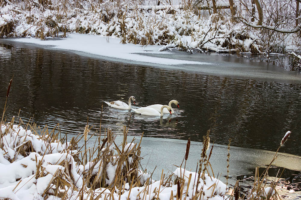 Фотографія Животные / Юрий Артюх / photographers.ua