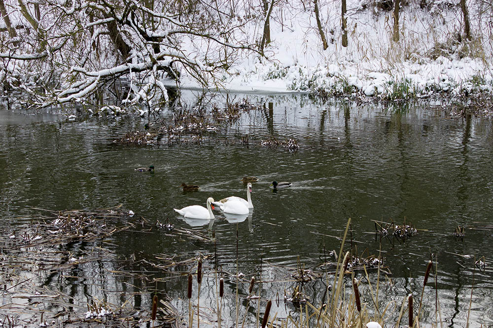 Фотографія Животные / Юрий Артюх / photographers.ua