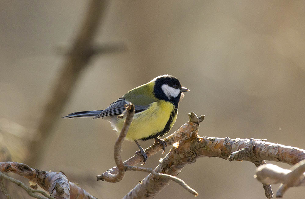 Фотографія Животные / Юрий Артюх / photographers.ua