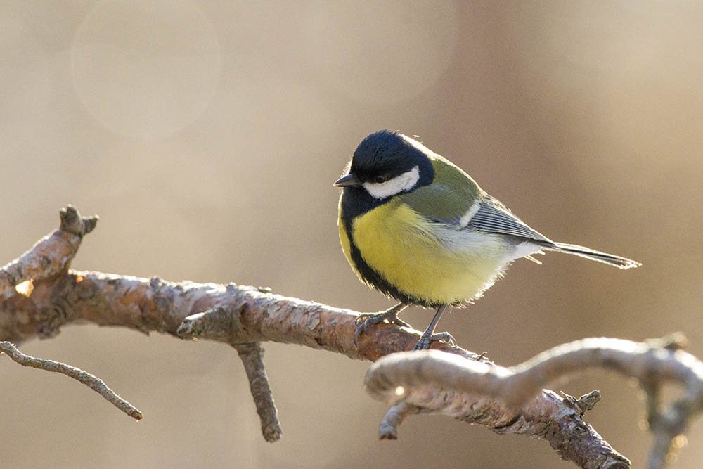 Фотографія Животные / Юрий Артюх / photographers.ua